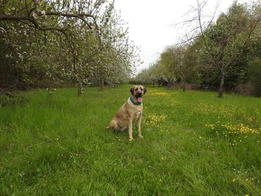 Die Dogorama Monats Challenge "Es grünt und blüht"-Beitrag-Bild