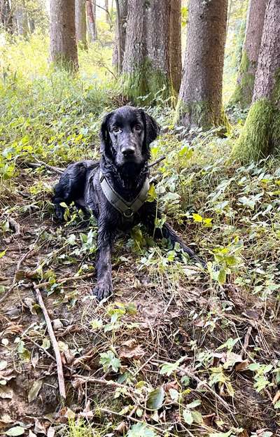 Foto -Challenge  Thema : Dein Hund Im Wald-Beitrag-Bild