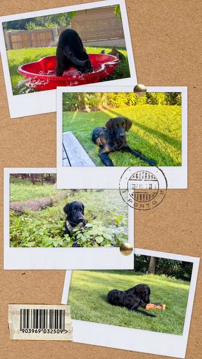 52. Collagenchallenge: Dein Hund im Sonnenschein-Beitrag-Bild