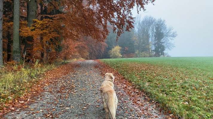 26. Farben Fotochallenge "Herbstfarben"-Beitrag-Bild