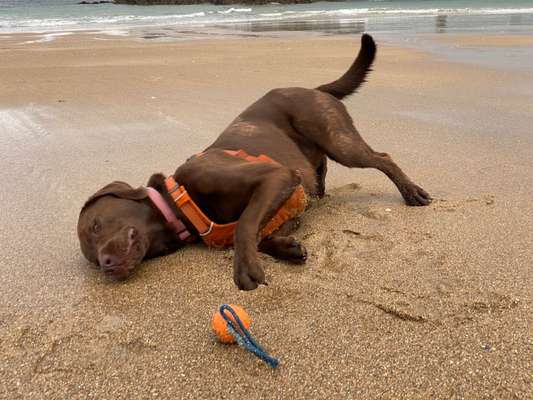 Dogorama Photo Challenge - Tierischer Urlaub-Beitrag-Bild