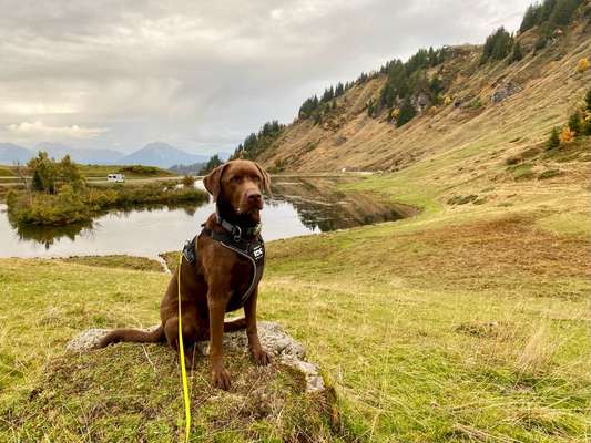 Dogorama Photo Challenge - Tierischer Urlaub-Beitrag-Bild