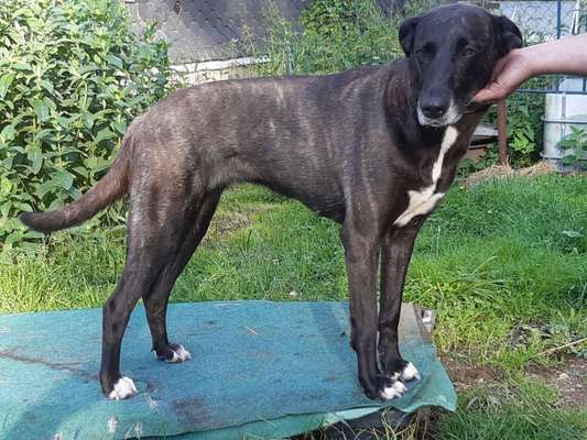 Tierschutzhunde suchen ein Zuhause-Beitrag-Bild