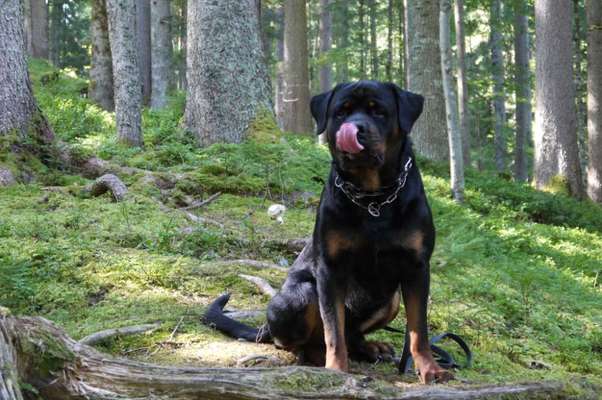 Listenhund/Kampfhund-Beitrag-Bild