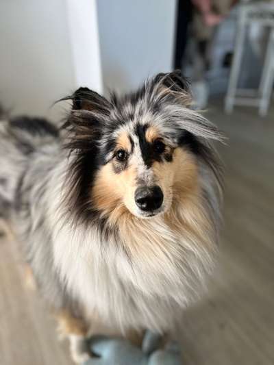 Langhaar Collies-Beitrag-Bild