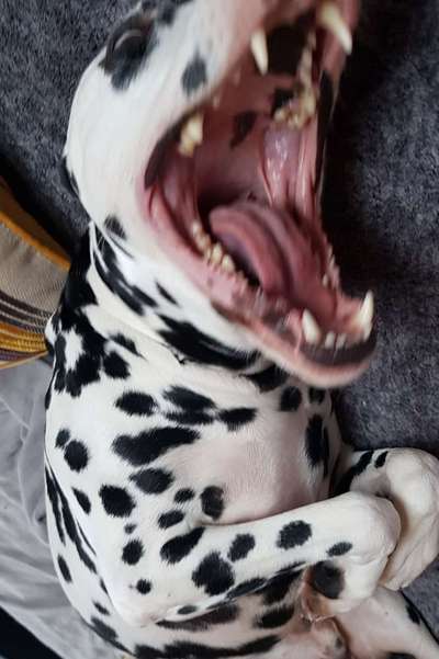 Challenge Nr 14
Eure Fellnasen auf ihrem Lieblingsplatz-Beitrag-Bild