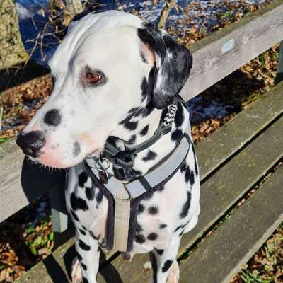 Hundetreffen-Gassitreff-Bild