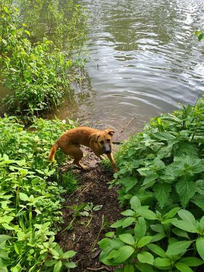 Dogorama-Monats-Challenge-Mai "Wasser"-Beitrag-Bild