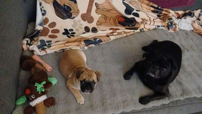 aktuelles Foto Gruppe Frops (Französische Bulldogge- Mops)