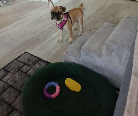 aktuelles Foto Gruppe Frops (Französische Bulldogge- Mops)