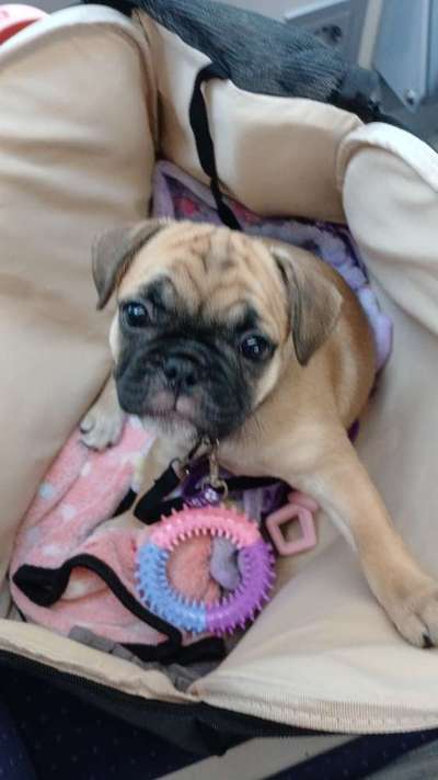 aktuelles Foto Gruppe Frops (Französische Bulldogge- Mops)