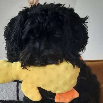 Hundetreffen-Treffen rund um  Pforzheim-Bild