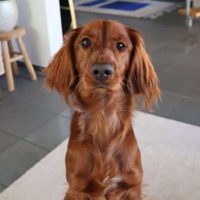 Hundetreffen-Kurze Spaziergangsfreunde gesucht für unsere Holly-Bild
