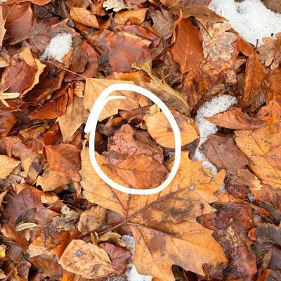 Giftköder-Giftköder-Bild