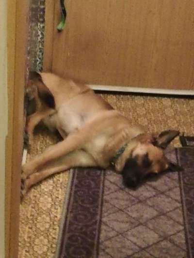 Lustigsten Grimassen von euren Hunden-Beitrag-Bild