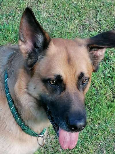 Wo habt ihr eure Hunde her ?-Beitrag-Bild