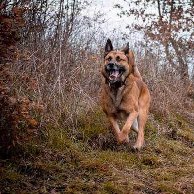 Dogorama Photo Challenge - Portrait-Beitrag-Bild