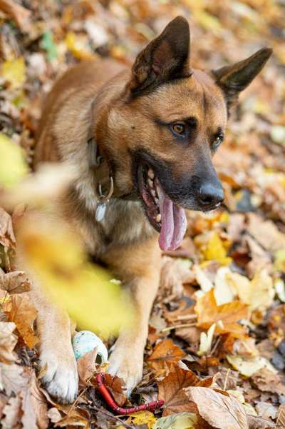 Dogorama Photo Challenge - Gassipause-Beitrag-Bild