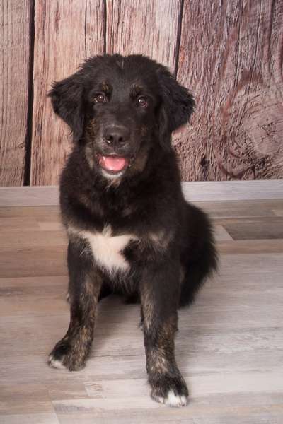 Berner Sennen-Beitrag-Bild