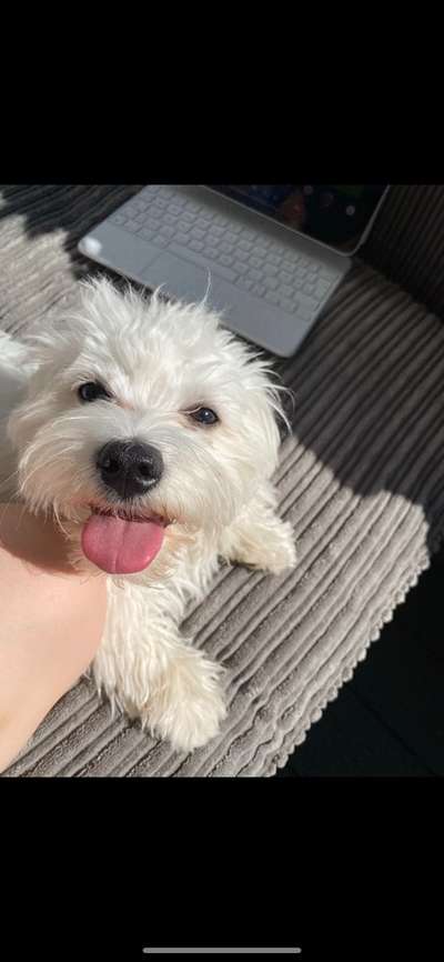 Dogorama Photo Challenge - Einmal lächeln bitte-Beitrag-Bild