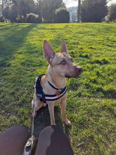 Dogorama Photo Challenge - Der Frühling kommt-Beitrag-Bild