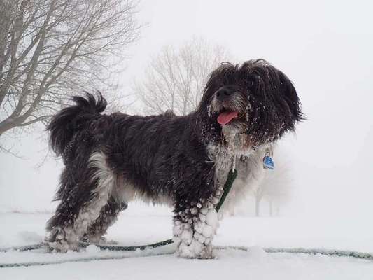 Dogorama Photo Challenge - Winterstimmung-Beitrag-Bild