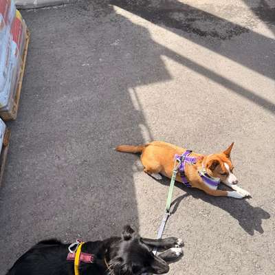 Hundetreffen-Gemeinsamer Spaziergang/Begegnungen üben-Bild