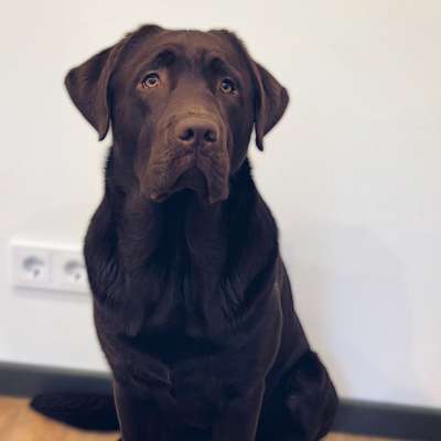 Hundetreffen-Spieltreffen Hundewiese Kelsterbach-Bild