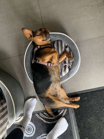 Zeige das lustigste Bild eures Hundis-Beitrag-Bild