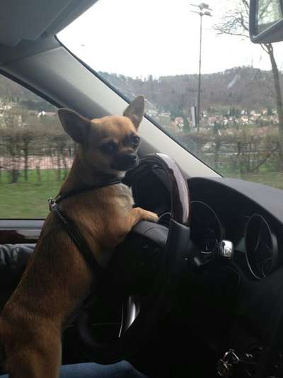 Zeige das lustigste Bild eures Hundis-Beitrag-Bild