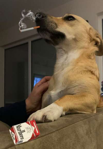 Zeige das lustigste Bild eures Hundis-Beitrag-Bild