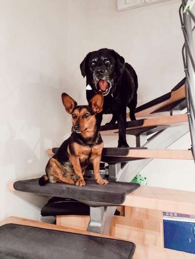 Zeige das lustigste Bild eures Hundis-Beitrag-Bild