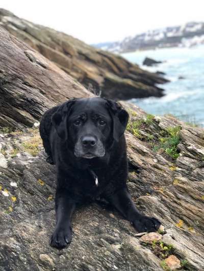 Labradorfans-Beitrag-Bild