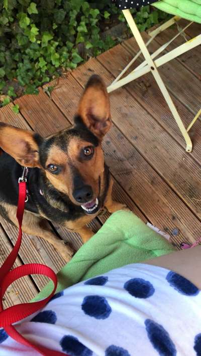 Welpen Bilder !-Beitrag-Bild