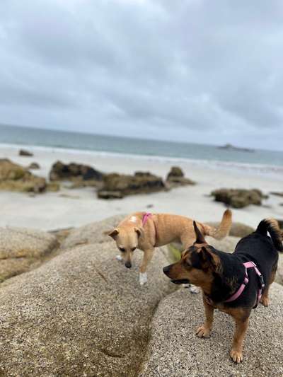 TierschutzhundeStammtisch🐕-Beitrag-Bild