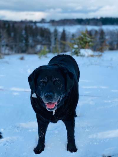 Labradorfans-Beitrag-Bild