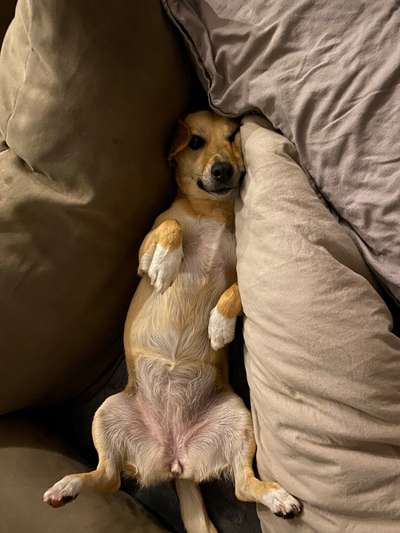 Zeige das lustigste Bild eures Hundis-Beitrag-Bild