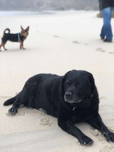 Labradorfans-Beitrag-Bild