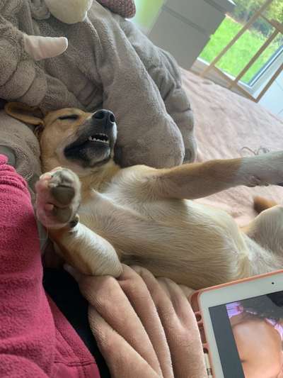 Zeige das lustigste Bild eures Hundis-Beitrag-Bild