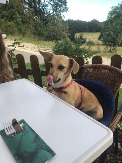 Zeige das lustigste Bild eures Hundis-Beitrag-Bild