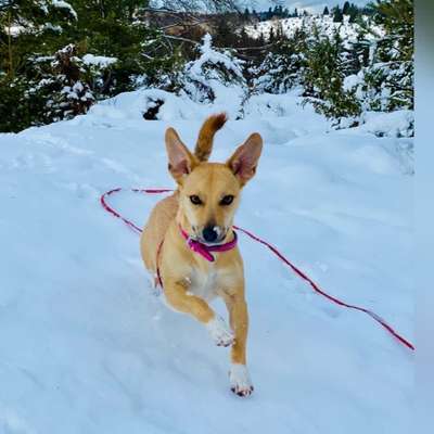 Die Dogorama Kalender Challenge Titelbild-Beitrag-Bild