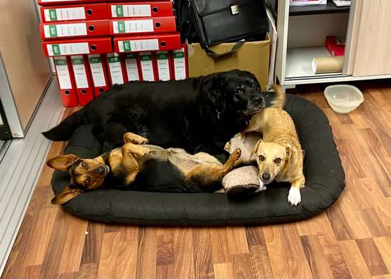 Zeige das lustigste Bild eures Hundis-Beitrag-Bild