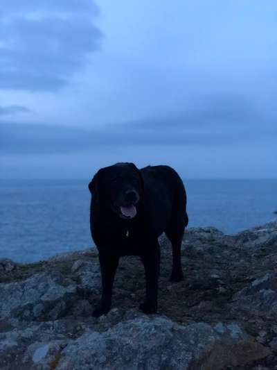 Labradorfans-Beitrag-Bild