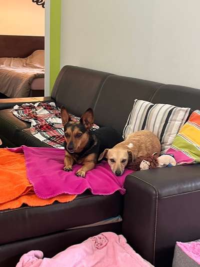 TierschutzhundeStammtisch🐕-Beitrag-Bild