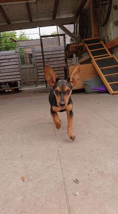 Welpen Bilder !-Beitrag-Bild