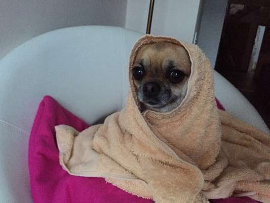 Zeige das lustigste Bild eures Hundis-Beitrag-Bild