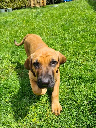 Die Dogorama Kalender Challenge Titelbild-Beitrag-Bild