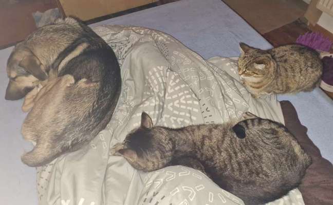 Katz und Hund-Beitrag-Bild