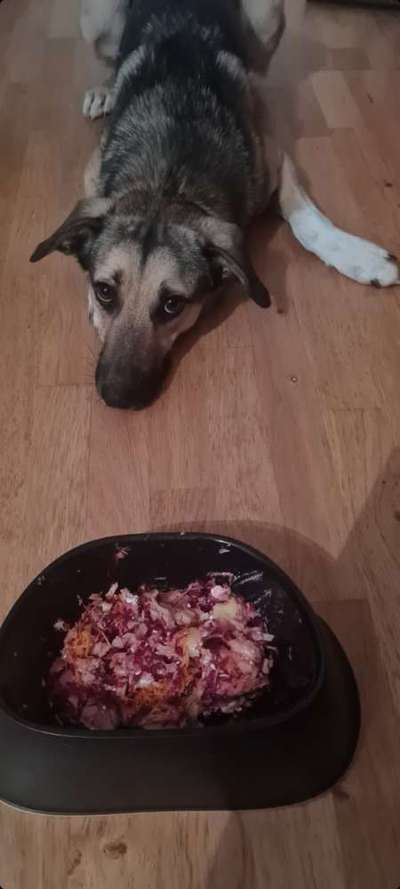 Zeigt her Eure Futternäpfe-Beitrag-Bild