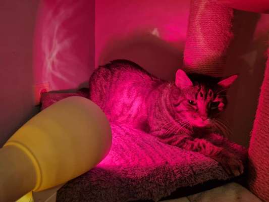 Zeigt her Eure Futternäpfe-Beitrag-Bild